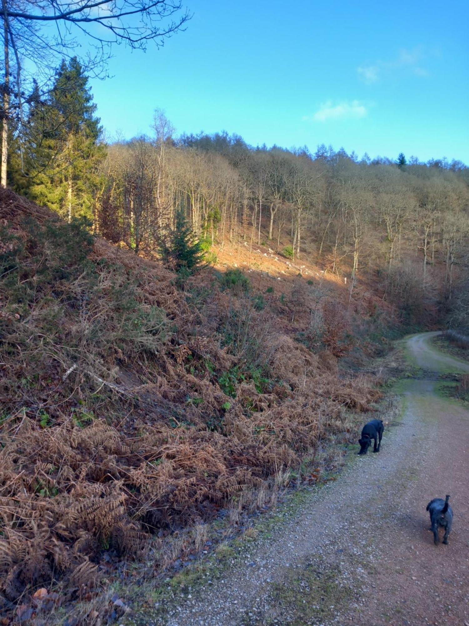 The Bungalow, Forest Of Dean Coleford  Luaran gambar