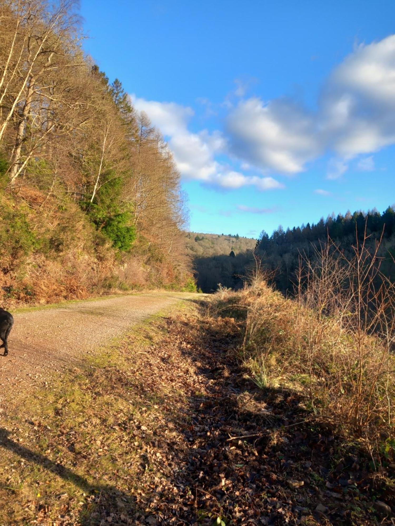 The Bungalow, Forest Of Dean Coleford  Luaran gambar