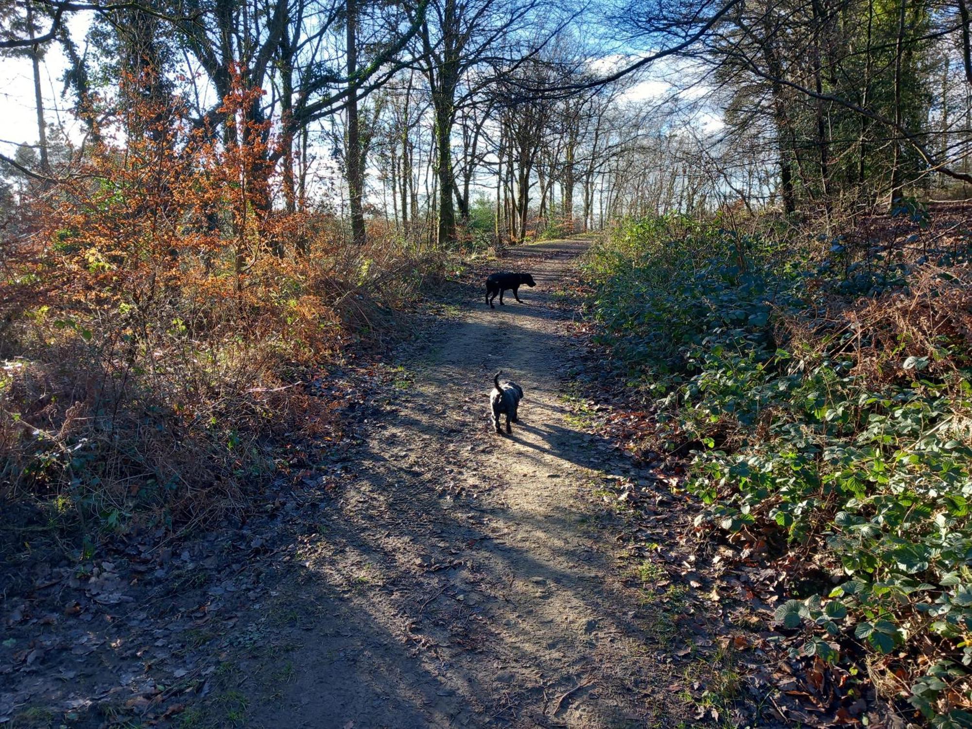 The Bungalow, Forest Of Dean Coleford  Luaran gambar
