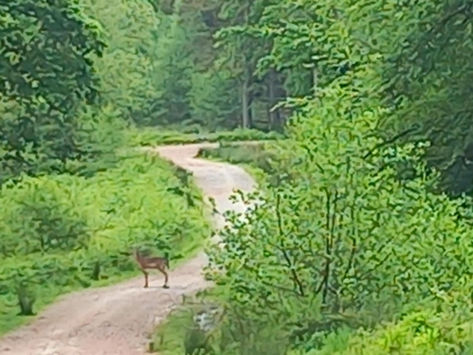 The Bungalow, Forest Of Dean Coleford  Luaran gambar